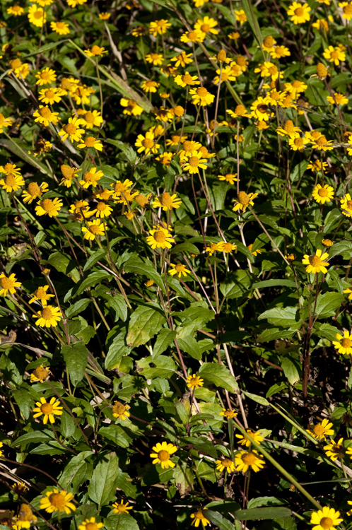 Слика од Acmella repens (Walt.) Richard