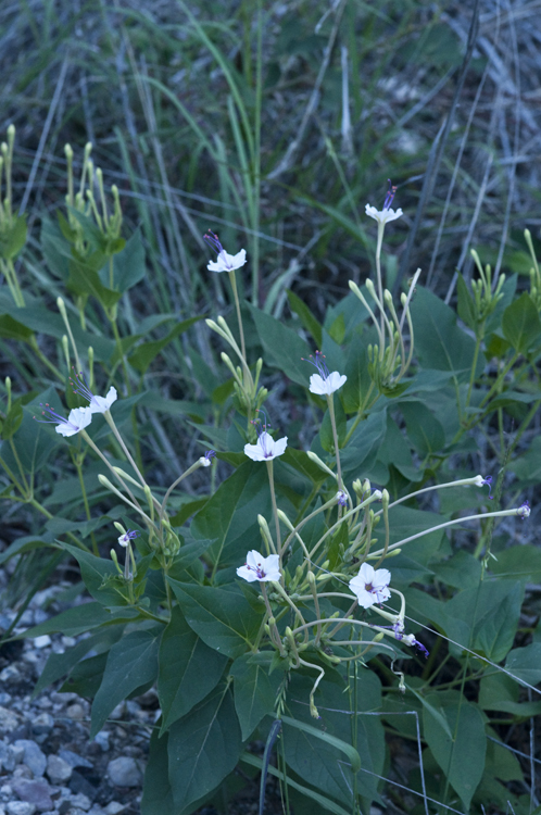 Image of sweet four o'clock