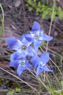 Image of grand fringed gentian