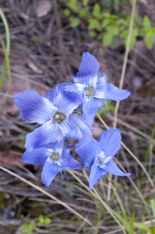 Image of grand fringed gentian