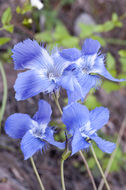 Image of grand fringed gentian