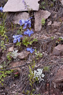 Image of grand fringed gentian