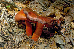 Image of Cortinarius cinnabarinus Fr. 1838