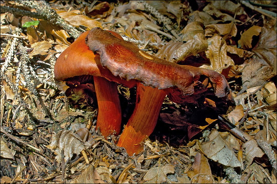 Image of Cortinarius cinnabarinus Fr. 1838