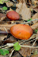 Image of Cortinarius cinnabarinus Fr. 1838