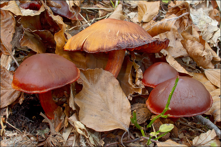 Image of Cortinarius cinnabarinus Fr. 1838