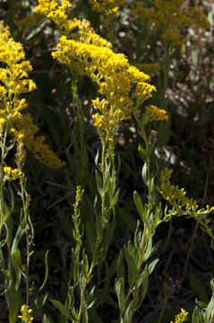 Sivun Solidago velutina subsp. sparsiflora (A. Gray) Semple kuva