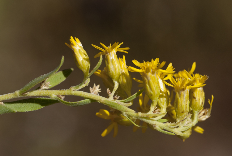 Image of Solidago velutina subsp. sparsiflora (A. Gray) Semple