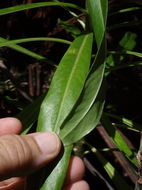 Image of Large-Flower False Lobelia