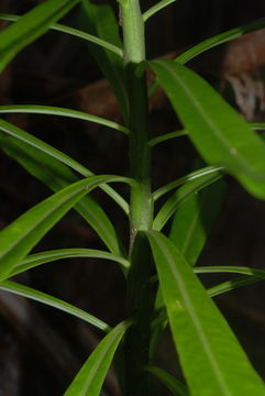 Image of Large-Flower False Lobelia