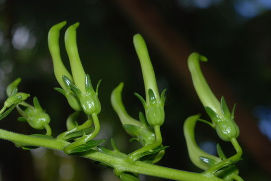 Слика од Trematolobelia grandifolia (Rock) O. Deg.