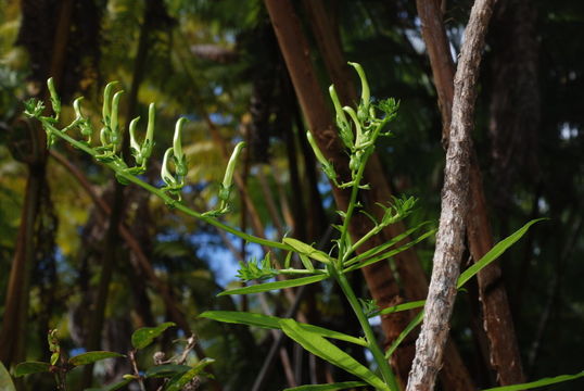 Image of Large-Flower False Lobelia