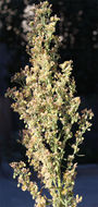 Image of tall fleabane