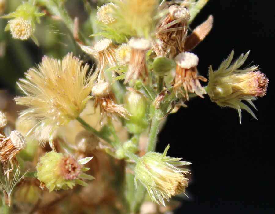 Image of tall fleabane