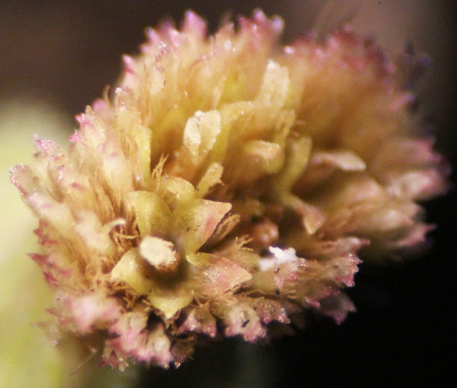 Imagem de Erigeron sumatrensis Retz.