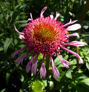 Image of eastern purple coneflower