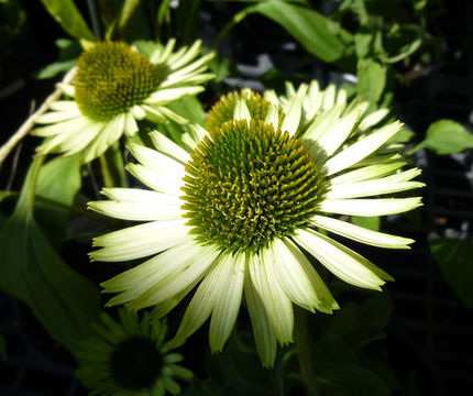 Imagem de Echinacea purpurea (L.) Moench