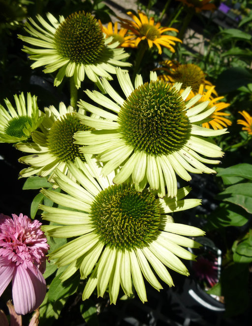 Image of eastern purple coneflower