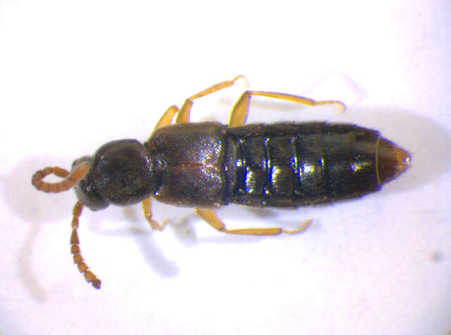 Слика од Callicerus