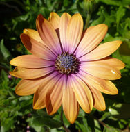 Image of shrubby daisybush