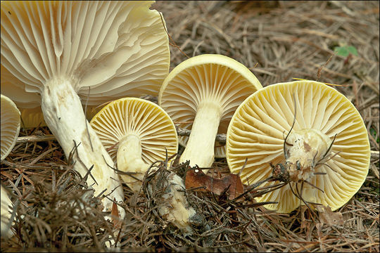 Image of Hygrophorus lucorum Kalchbr. 1874