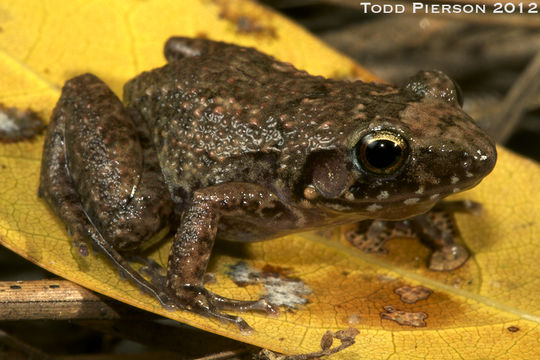 Image of Greenhouse Frog