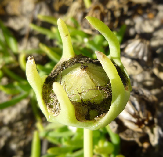 Image of narrow-leaved iceplant
