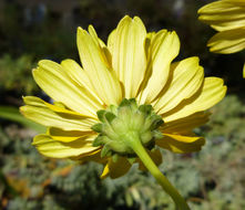 Heliopsis helianthoides (L.) Sw. resmi