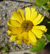 Heliopsis helianthoides (L.) Sw. resmi