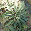 Image of <i>Lepidium <i>virginicum</i></i> ssp. virginicum