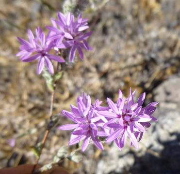 Plancia ëd Lessingia leptoclada A. Gray