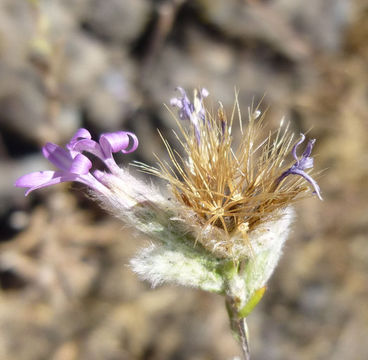 Plancia ëd Lessingia leptoclada A. Gray