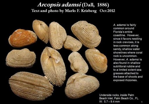 Sivun Arcopsis adamsi (Dall 1886) kuva