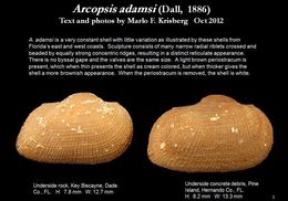 Image of Arcopsis adamsi (Dall 1886)