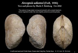 Image de Arcopsis adamsi (Dall 1886)