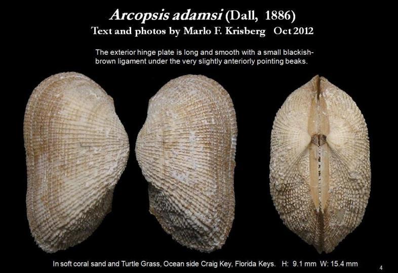 Plancia ëd Arcopsis adamsi (Dall 1886)