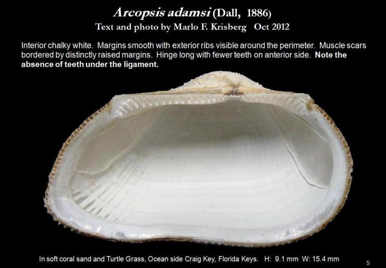 Image of Arcopsis adamsi (Dall 1886)