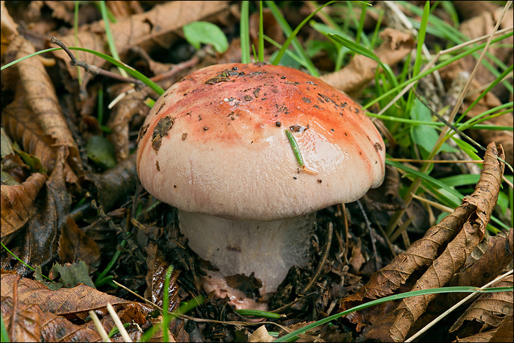 Image of <i>Cortinarius rufoolivaceus</i>