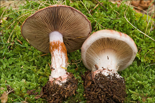 Image of <i>Cortinarius rufoolivaceus</i>