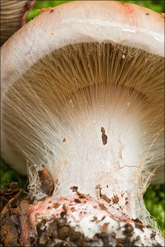 Image of <i>Cortinarius rufoolivaceus</i>