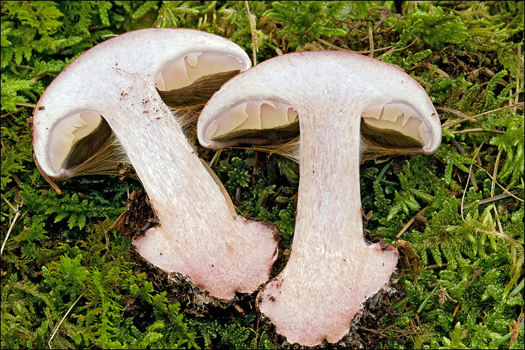 Image of <i>Cortinarius rufoolivaceus</i>