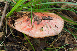 Image of <i>Cortinarius rufoolivaceus</i>