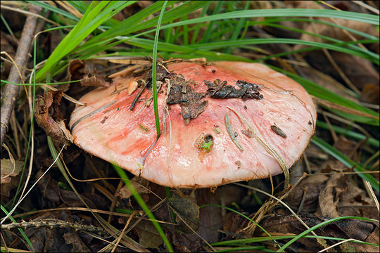 Image of <i>Cortinarius rufoolivaceus</i>