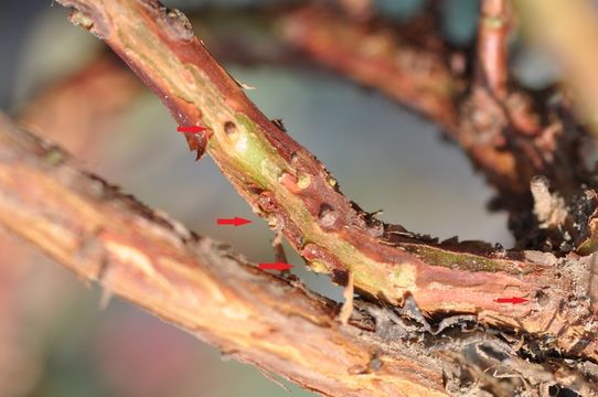 Image of Klamath manzanita