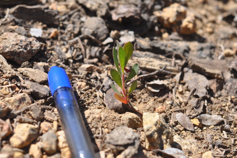 Image of Klamath manzanita