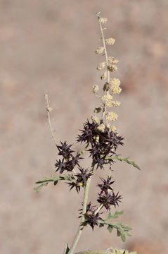 Image of flatspine bur ragweed