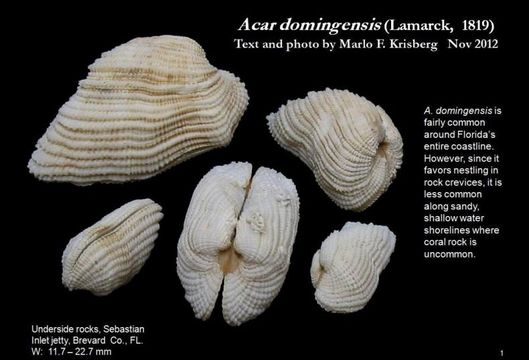 Imagem de <i>Acar domingensis</i>