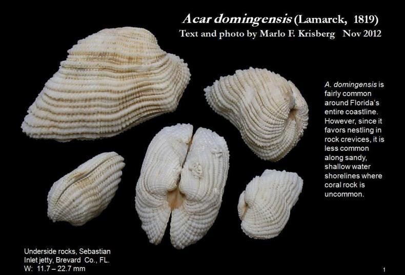 Image of <i>Acar domingensis</i>