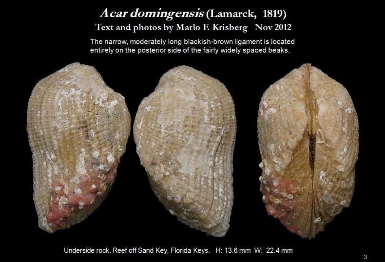 Imagem de <i>Acar domingensis</i>