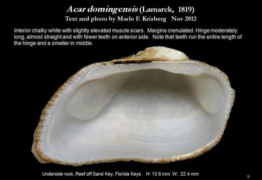 <i>Acar domingensis</i> resmi